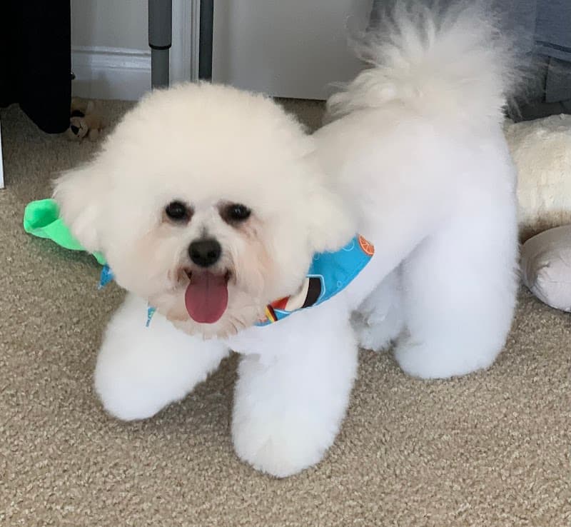 Jenn's Elite Grooming