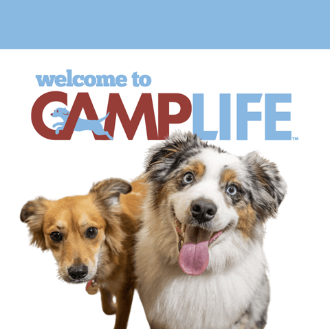 Camp Bow Wow